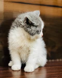 Persian kitten . Punch face . Triple coated