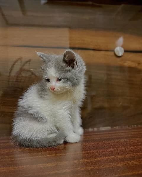 Persian kitten . Punch face . Triple coated 1