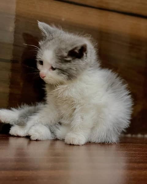 Persian kitten . Punch face . Triple coated 2