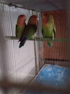 Colors Love birds for sale age one year breeding pair location korangi