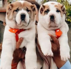 king alabai pair dog 2month for sale