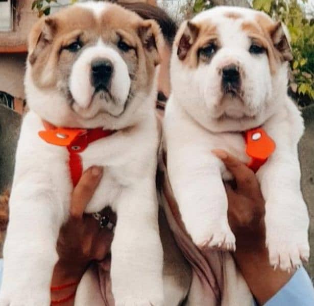 king alabai pair dog 2month for sale 0