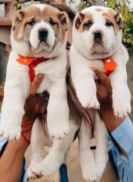king alabai pair dog 2month for sale 1