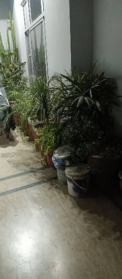 plants for sale in reasonable price 0
