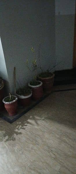 plants for sale in reasonable price 1