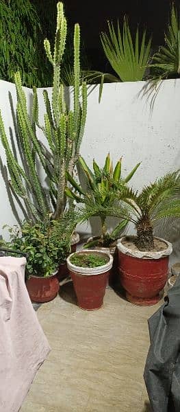 plants for sale in reasonable price 2
