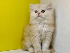 Triple coat persian kitten / Fawn persian kitten/ Gray kitten for sale