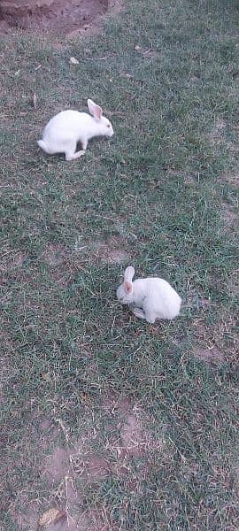 white rabbits with red eyes 2