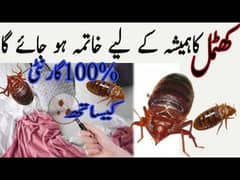 bed bugs and lalbaik treatment sparay