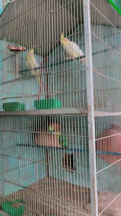 bornd pair and with cage