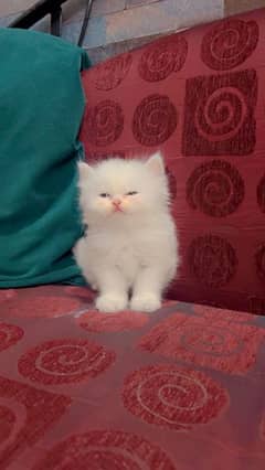 40 days white Persian kittens . 13k Each