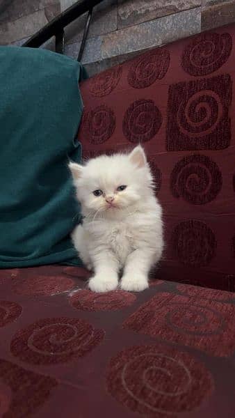 40 days white Persian kittens . 13k Each 1