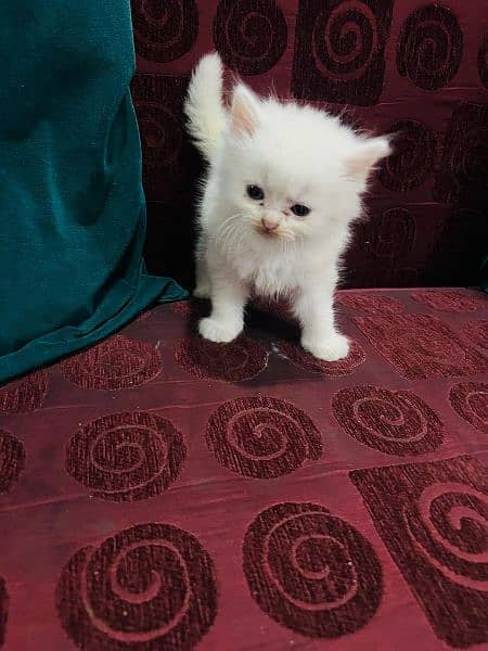 40 days white Persian kittens . 13k Each 2