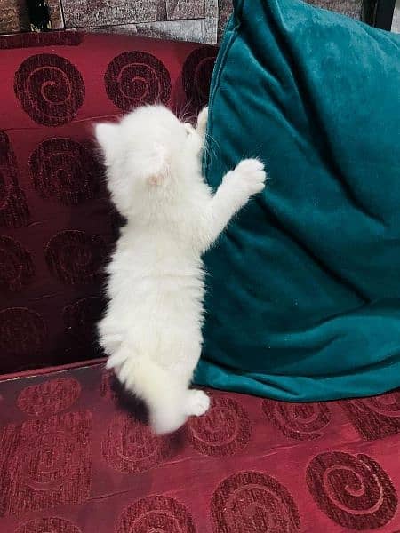 40 days white Persian kittens . 13k Each 3