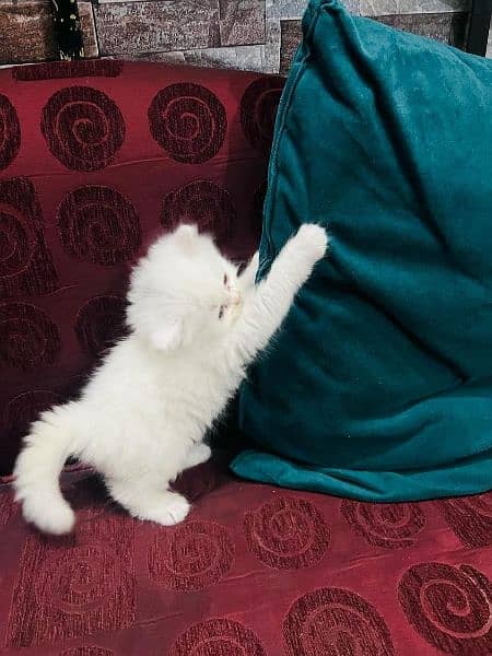 40 days white Persian kittens . 13k Each 4