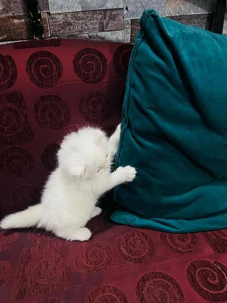 40 days white Persian kittens . 13k Each 5