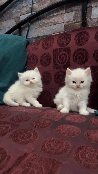 40 days white Persian kittens . 13k Each 6