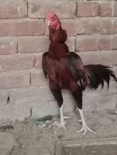 pure Aseel Male for sale healthy And active breeder Male ha