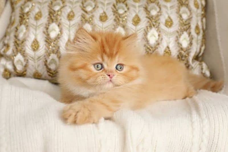 Persian kittens 8