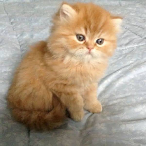 Persian kittens 12