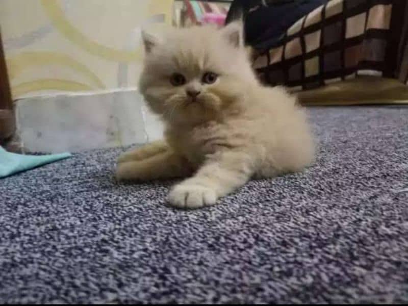 Persian kittens 16