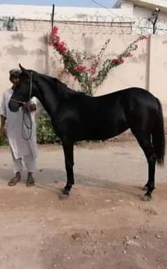 Black Mushka Female Horse
