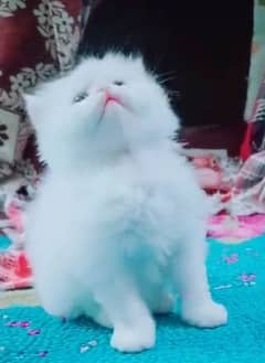 white persian male kitten age 2 month for sale