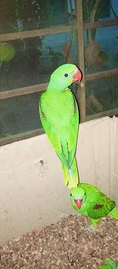 parrot self chik price final