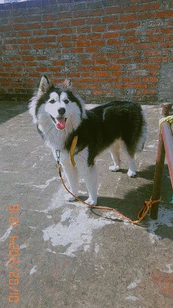 husky female dog 1