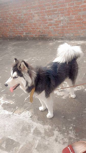husky female dog 3
