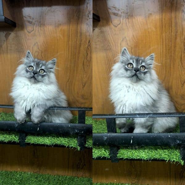 Persian Punch face triple coat cat Kitten 6