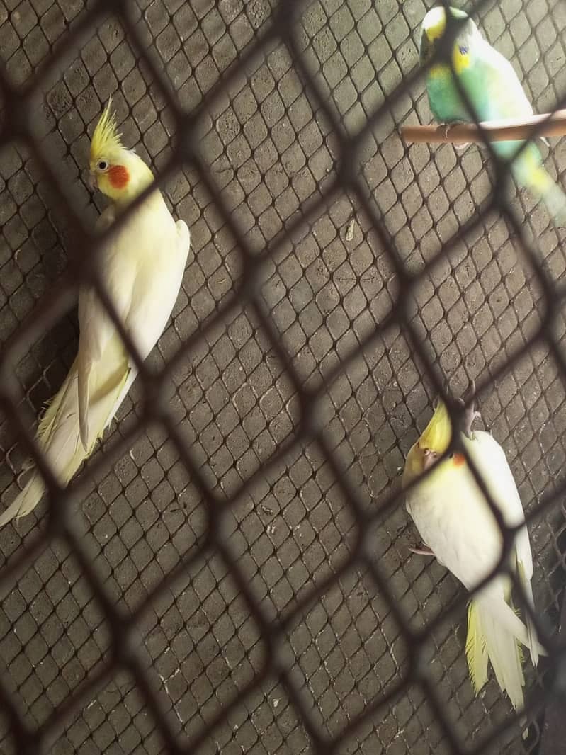 Cocktail females for sell or exchange with male 2