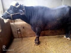 Qurbani bull for sale