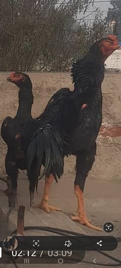 Black Shamoo Chicks for sale