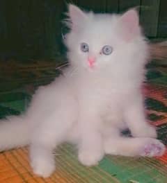 Persian Kittens (triple coated, Male & Female) available . 03204059408