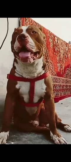 American bully  show class male