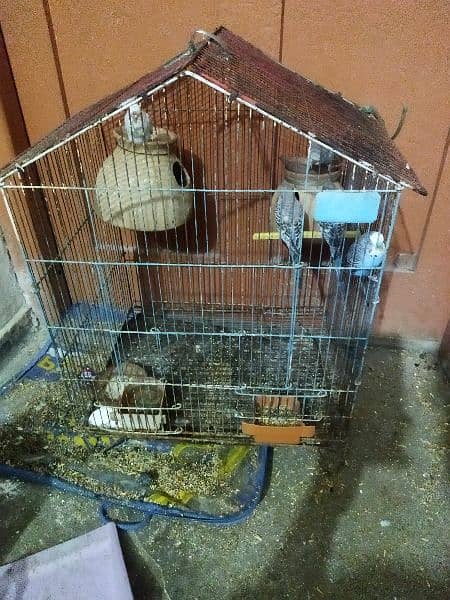 budgies with cage 0