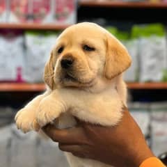 pedigree Labrador Retreiver Pup