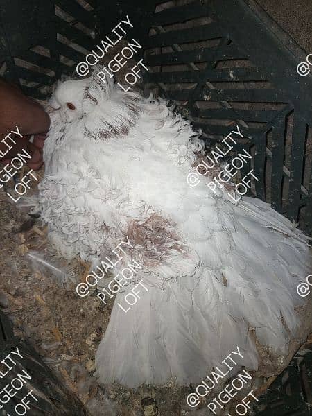 DIFFERENT FANCY PIGEONS BREEDERS ND SINGLE 5