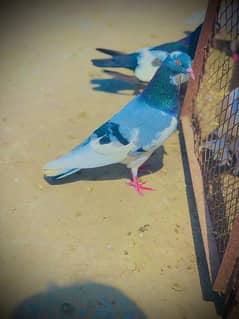 high flying pigeon