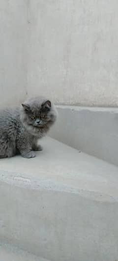 Persian female kitten up for Sale