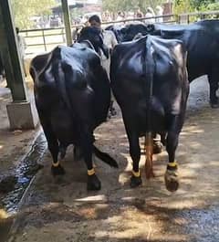 Fresh Milk | Pure | Farm Cow Milk | Organic Cow Milk Service
