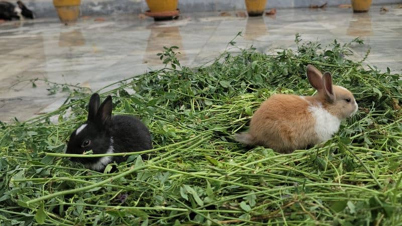 * HEALTHY * Rabbits For Sale 1