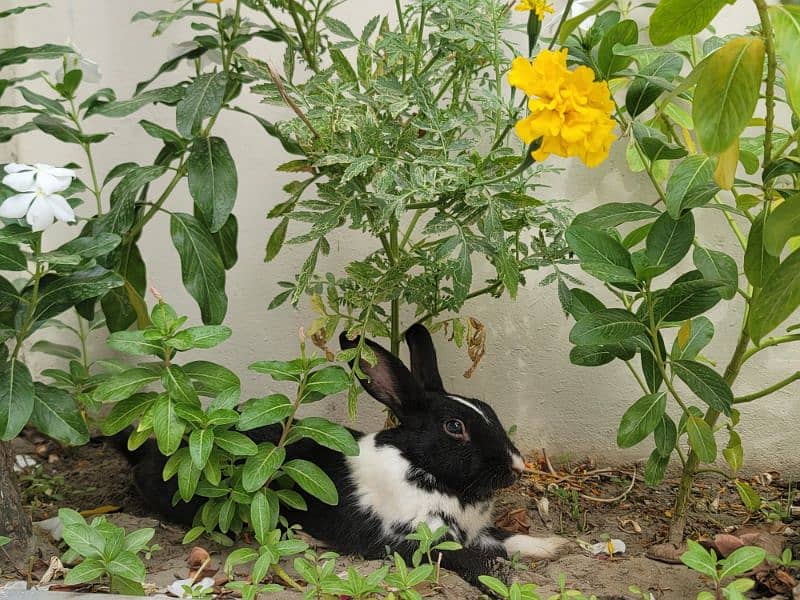 * HEALTHY * Rabbits For Sale 2