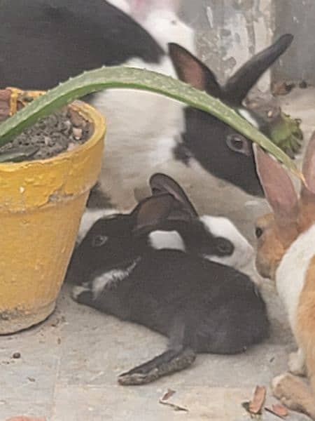 * HEALTHY * Rabbits For Sale 4