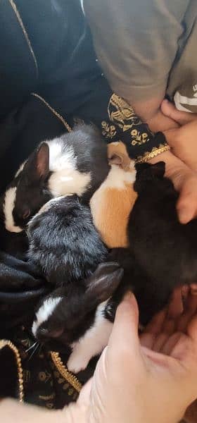 * HEALTHY * Rabbits For Sale 9