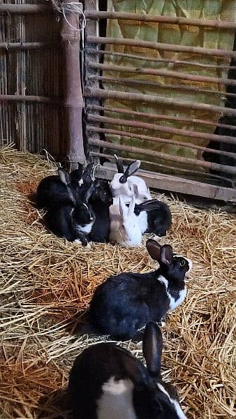 * HEALTHY * Rabbits For Sale 10