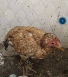 THE ASEEL HEN FOR SALE