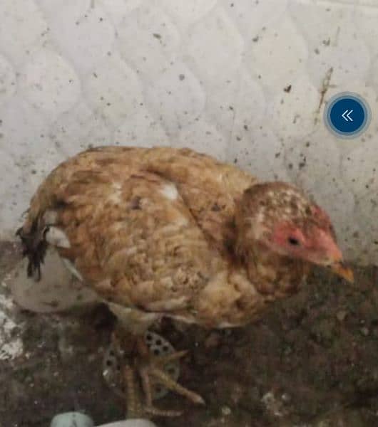 THE ASEEL HEN FOR SALE 0
