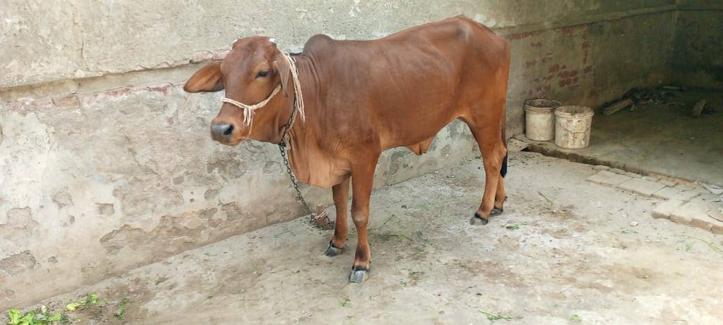Sahiwal Cow/Cow/Cow/Sahiwal Buflow 0